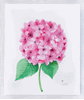 Imagen de Hortensia, Colección "Flores"